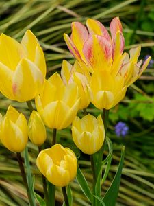 Preview wallpaper tulips, flowers, petals, leaves, blurry