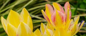 Preview wallpaper tulips, flowers, petals, leaves, blurry