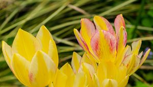 Preview wallpaper tulips, flowers, petals, leaves, blurry