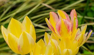 Preview wallpaper tulips, flowers, petals, leaves, blurry