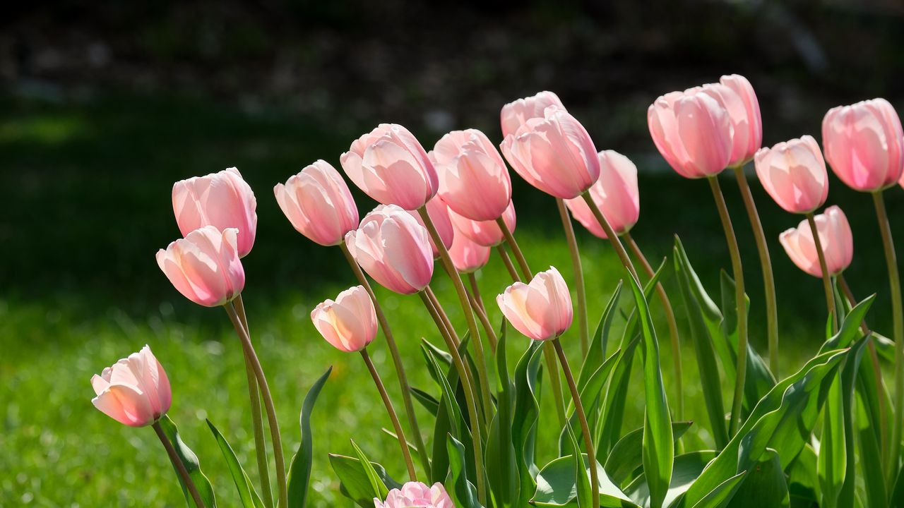 Wallpaper tulips, flowers, petals, pink, leaves