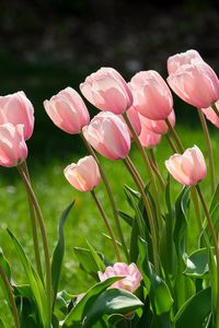 Preview wallpaper tulips, flowers, petals, pink, leaves