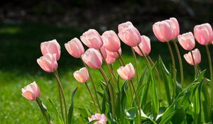 Preview wallpaper tulips, flowers, petals, pink, leaves