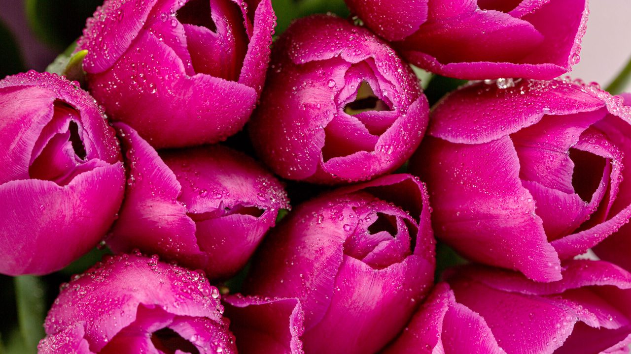 Wallpaper tulips, flowers, petals, drops, pink, macro