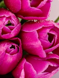 Preview wallpaper tulips, flowers, petals, drops, pink, macro