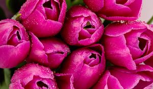 Preview wallpaper tulips, flowers, petals, drops, pink, macro