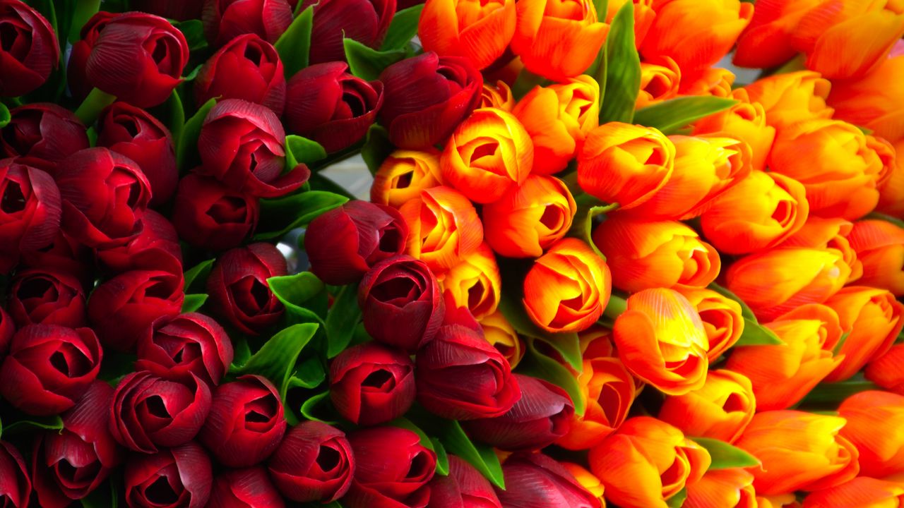 Wallpaper tulips, flowers, petals, red, yellow