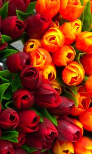 Preview wallpaper tulips, flowers, petals, red, yellow