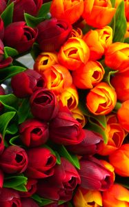 Preview wallpaper tulips, flowers, petals, red, yellow