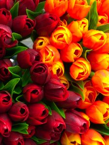 Preview wallpaper tulips, flowers, petals, red, yellow