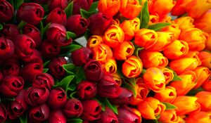Preview wallpaper tulips, flowers, petals, red, yellow