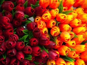 Preview wallpaper tulips, flowers, petals, red, yellow