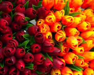 Preview wallpaper tulips, flowers, petals, red, yellow