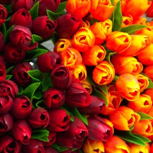 Preview wallpaper tulips, flowers, petals, red, yellow