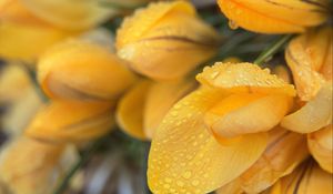 Preview wallpaper tulips, flowers, petals, drops, yellow, macro