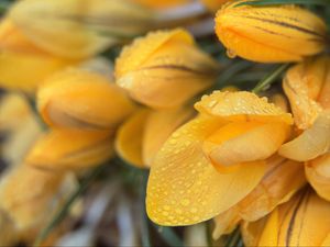 Preview wallpaper tulips, flowers, petals, drops, yellow, macro