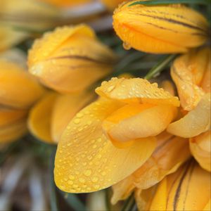 Preview wallpaper tulips, flowers, petals, drops, yellow, macro