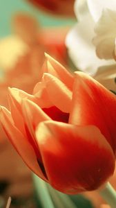 Preview wallpaper tulips, flowers, petals, flower