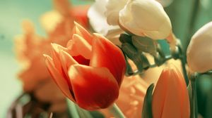 Preview wallpaper tulips, flowers, petals, flower