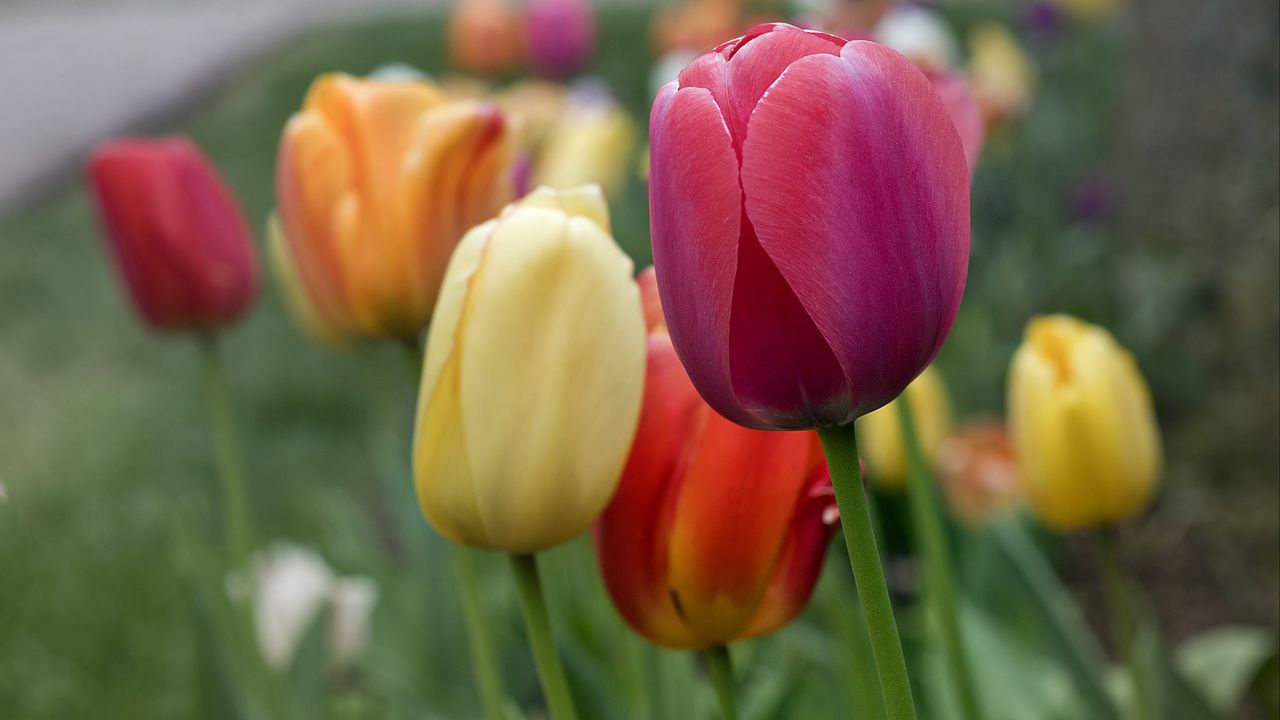 Wallpaper tulips, flowers, petals, colorful