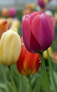 Preview wallpaper tulips, flowers, petals, colorful