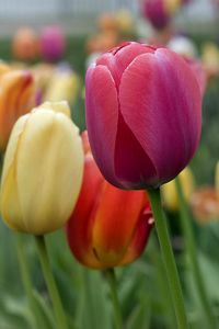 Preview wallpaper tulips, flowers, petals, colorful