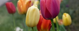 Preview wallpaper tulips, flowers, petals, colorful