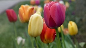 Preview wallpaper tulips, flowers, petals, colorful