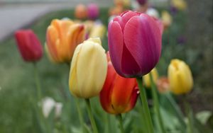 Preview wallpaper tulips, flowers, petals, colorful
