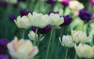 Preview wallpaper tulips, flowers, petals, blur