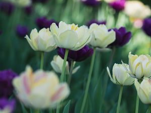 Preview wallpaper tulips, flowers, petals, blur