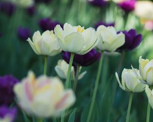 Preview wallpaper tulips, flowers, petals, blur