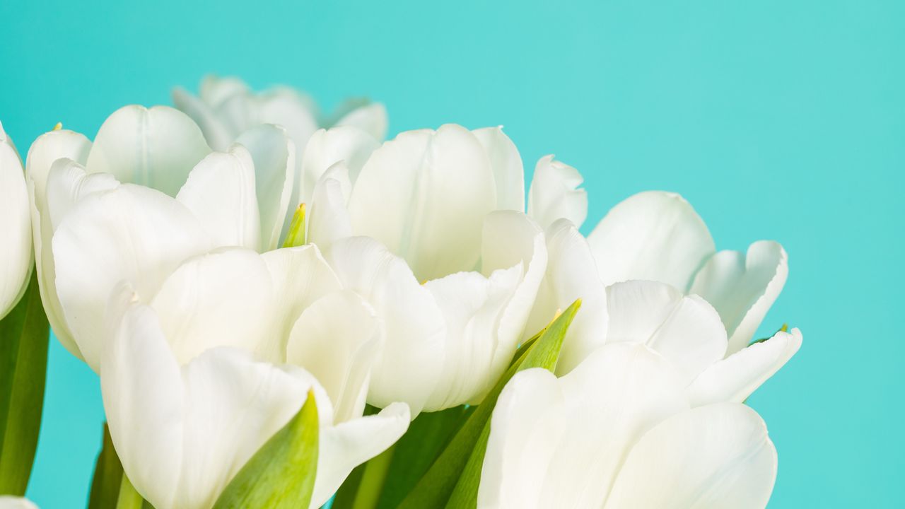 Wallpaper tulips, flowers, petals, white