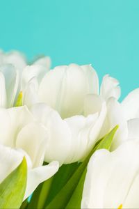 Preview wallpaper tulips, flowers, petals, white