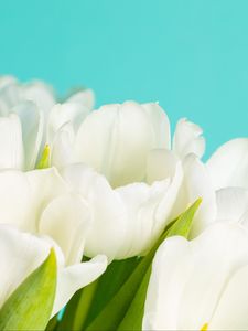 Preview wallpaper tulips, flowers, petals, white