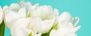 Preview wallpaper tulips, flowers, petals, white