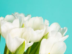 Preview wallpaper tulips, flowers, petals, white