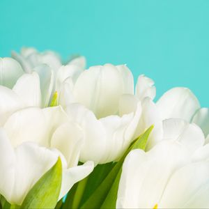 Preview wallpaper tulips, flowers, petals, white