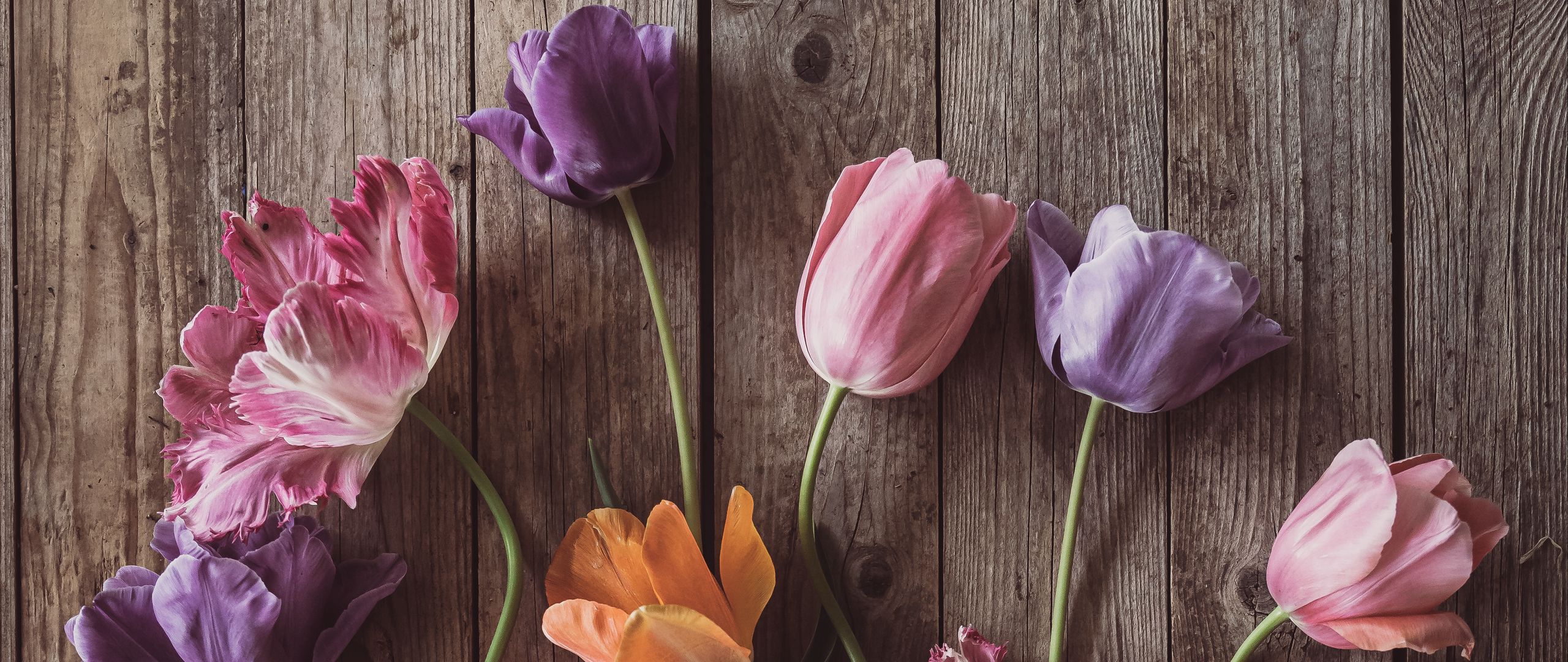 2560x1080 Wallpaper tulips, flowers, petals, wood, boards