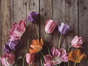 Preview wallpaper tulips, flowers, petals, wood, boards