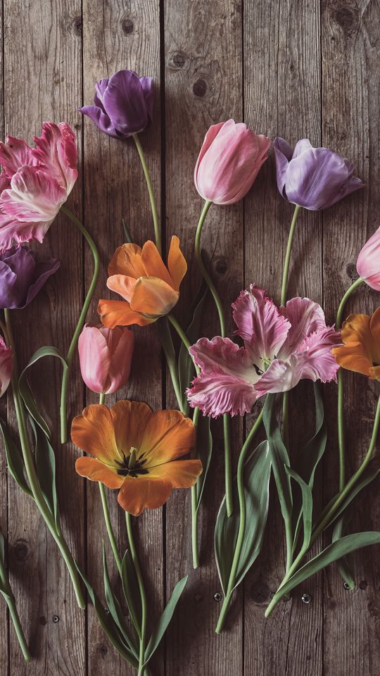 540x960 Wallpaper tulips, flowers, petals, wood, boards