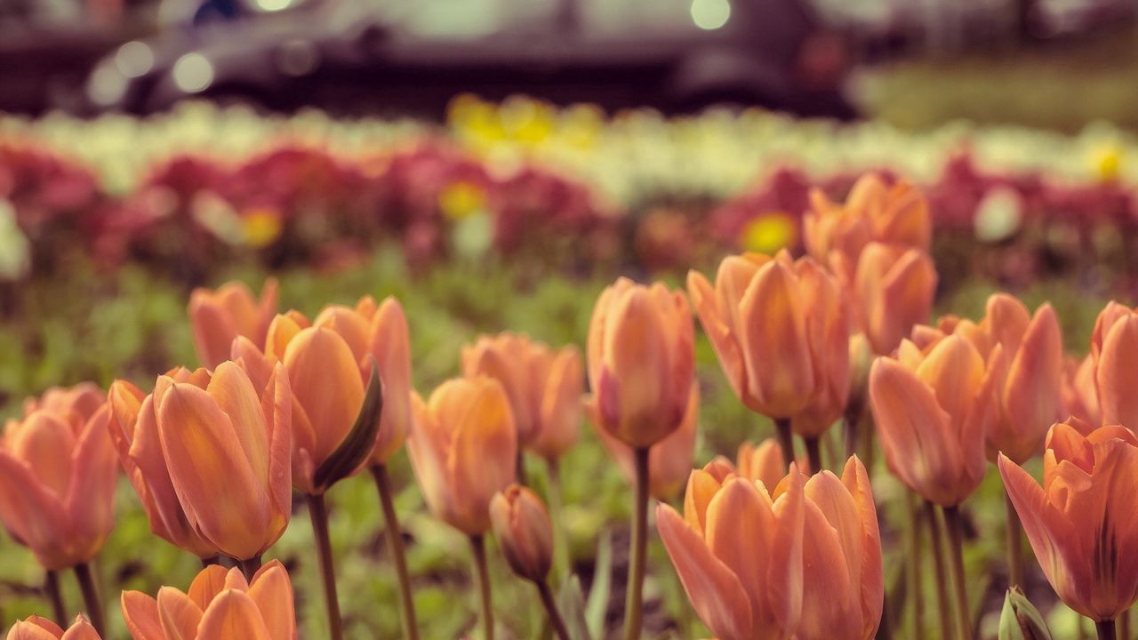 Wallpaper tulips, flowers, petals hd, picture, image