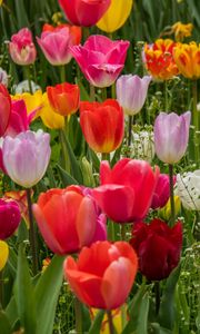 Preview wallpaper tulips, flowers, petals, colorful, grass, spring