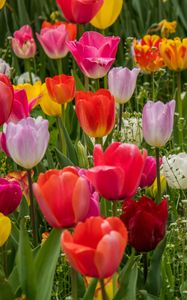 Preview wallpaper tulips, flowers, petals, colorful, grass, spring