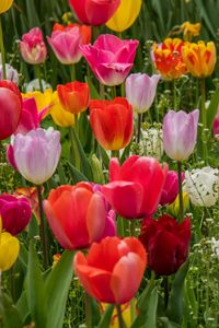 Preview wallpaper tulips, flowers, petals, colorful, grass, spring