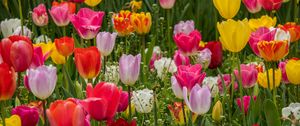 Preview wallpaper tulips, flowers, petals, colorful, grass, spring