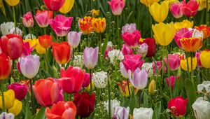 Preview wallpaper tulips, flowers, petals, colorful, grass, spring