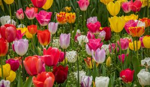 Preview wallpaper tulips, flowers, petals, colorful, grass, spring