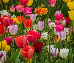 Preview wallpaper tulips, flowers, petals, colorful, grass, spring