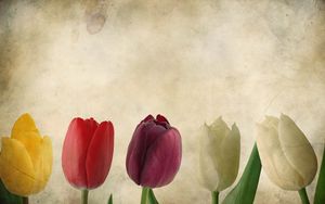 Preview wallpaper tulips, flowers, petals, background